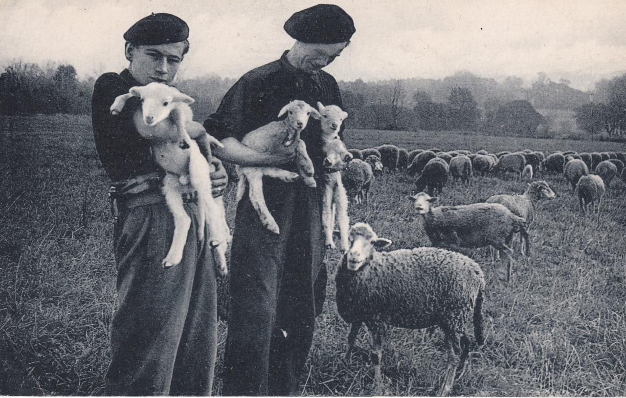 Les compagnons de France aux champs : Compagnons avec des moutons