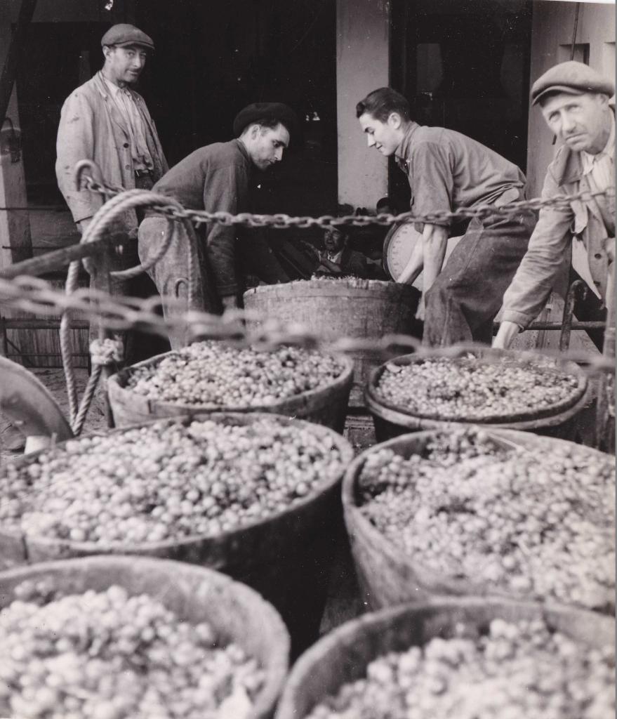 Les vendanges dans l'Hérault, juillet 1941